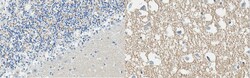 MilliporeSigma&trade;&nbsp;Synaptophysin, Mouse, Unlabeled, Clone: SY38,